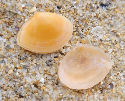 Tellina tenuis, 2026-09-23