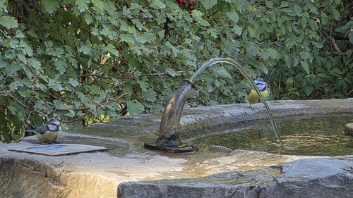Eurasian Blue Tit