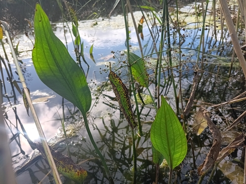European Water-plantain