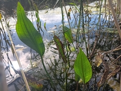 Alisma plantago-aquatica, photograph (c) considerthelilies, some rights reserved (CC BY)