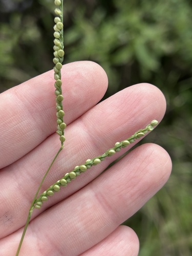 Paspalum setaceum, photograph 5