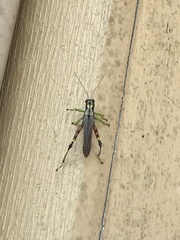 Dendrotettix quercus