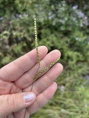 Paspalum setaceum, photograph (c) Bonnie Semmling, some rights reserved (CC BY)