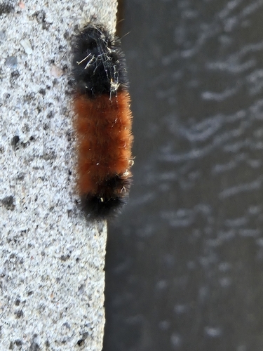 Isabella Tiger Moth
