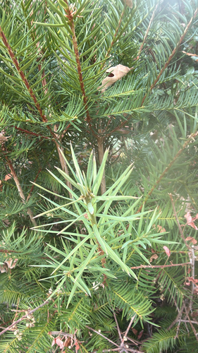 California torreya