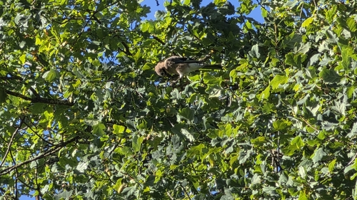 Eurasian Jay