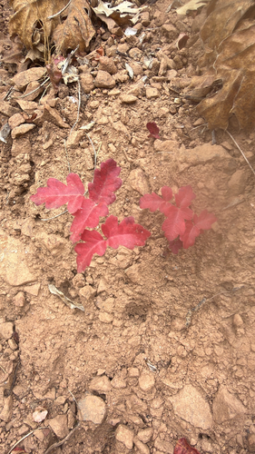Pacific poison oak