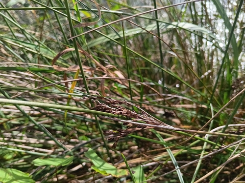 Juncus inflexus, photograph 4