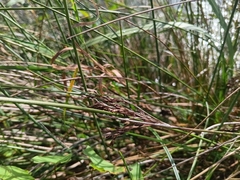 Juncus inflexus, photograph (c) considerthelilies, some rights reserved (CC BY)