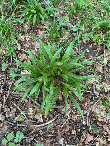 plantainleaf sedge