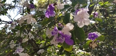 Brunfelsia australis