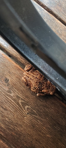 European Toad