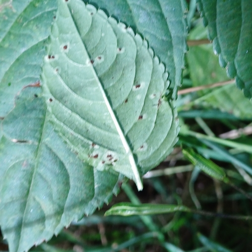 Puccinia komarovii