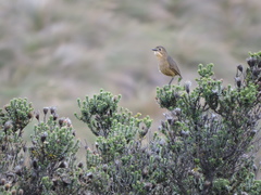 Grallaria quitensis