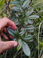 Berberis pichinchensis
