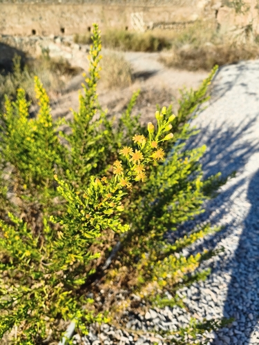 false yellowhead