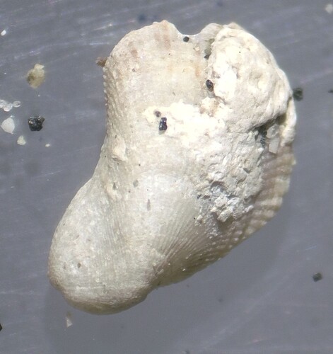 Septifer observed 2026-09-19