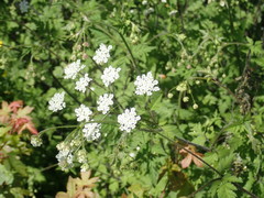 Chaerophyllum temulum