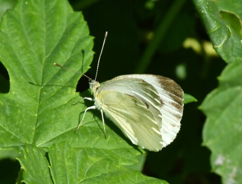 Green-veined White