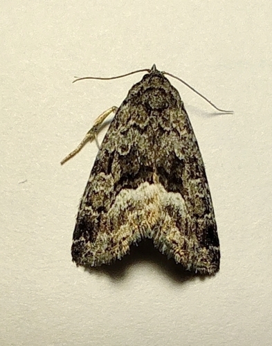 Marbled White-spot