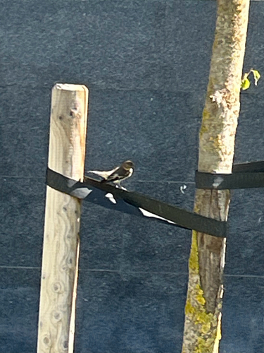 European Pied Flycatcher