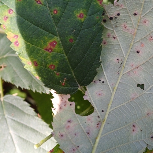 Violet Bramble Rust