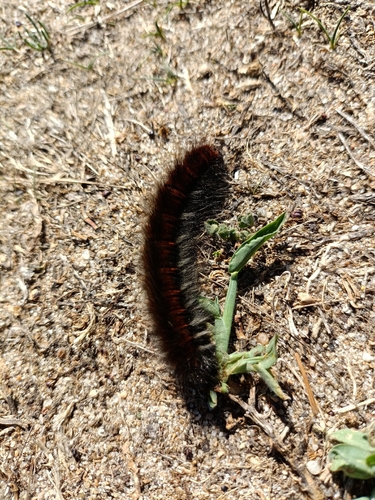 Fox Moth