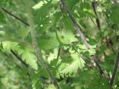 Chaerophyllum temulum