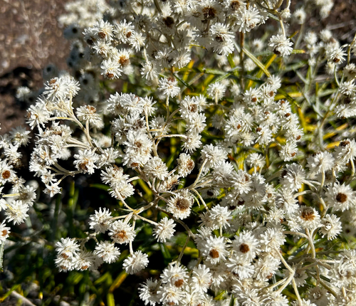 pearly everlasting