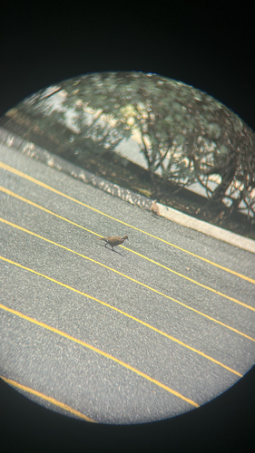 Zenaida Dove