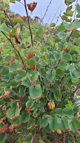 Judas-tree