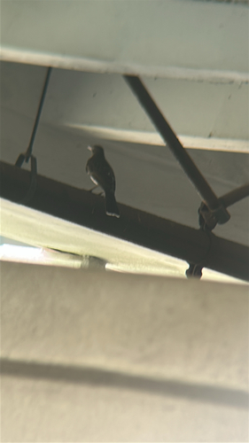 Pearly-eyed Thrasher