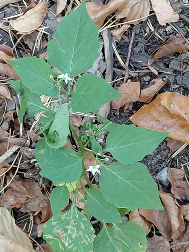 black nightshade