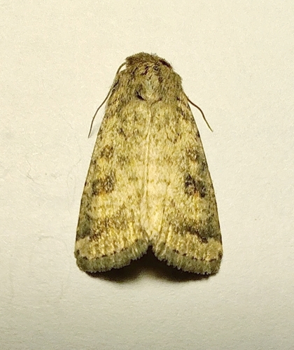 Mottled Rustic