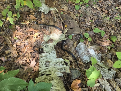 Central Ratsnake