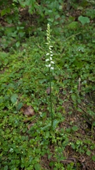 Spiranthes ochroleuca