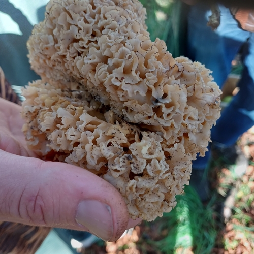 Cauliflower Fungus