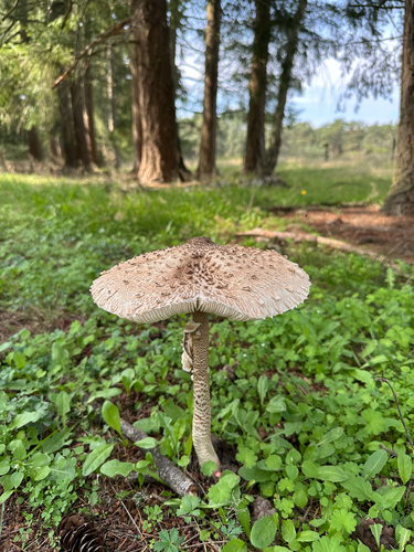 Parasol