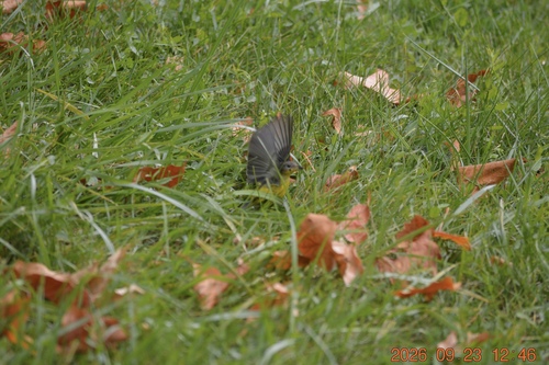 Magnolia Warbler