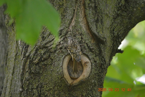 Brown Creeper