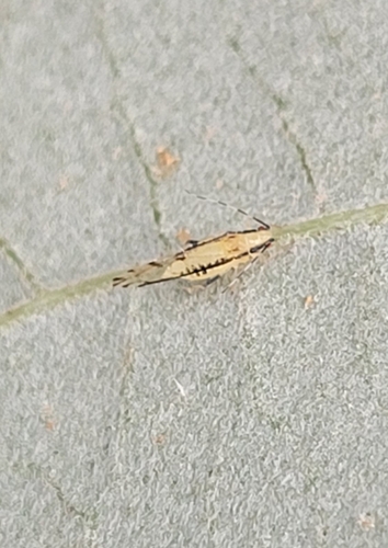 Lime Leaf Aphid
