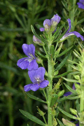 Image of Bluerod (Stemodia florulenta) by (c) Chris Lindorff, some rights reserved (CC BY)