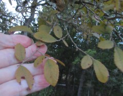 Ulmus crassifolia, photograph (c) Linda Jo Conn, some rights reserved (CC BY)