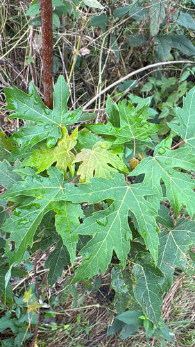 silver maple