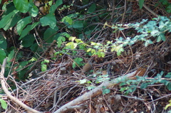 Thryophilus pleurostictus