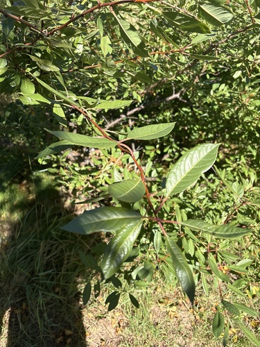 fire cherry