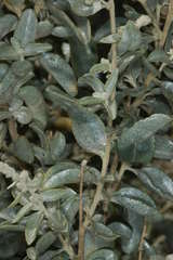 Atriplex nummularia nummularia