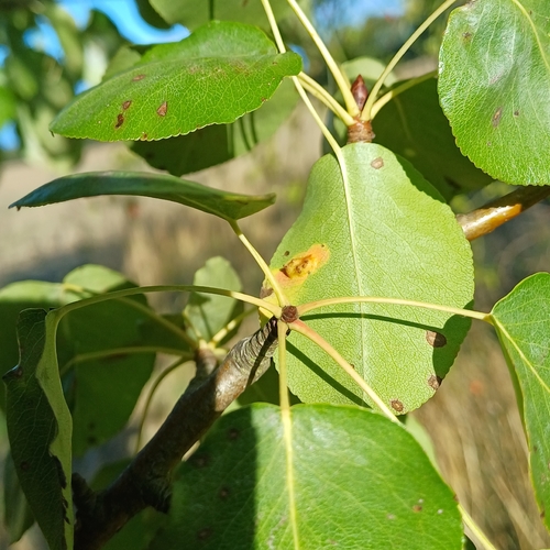 Pear Rust