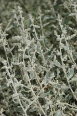 Atriplex nummularia nummularia