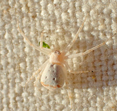 Philodromus anomalus